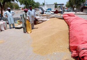 Laborers busy filling sacks of wheat to export it into the market.