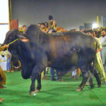 Owners proudly display their pets during the competition “26th International camel and Goat contests of beautification, weigh and milk, contest is jointly arranged by the Faculty of Animal Husbandry (FAH), UAF and International Goat and Bull Association at UAF Stadium