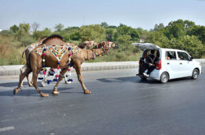 Vendors displaying and feeding sacrificial camels while waiting for the customers at temporary Cattle Market, Shahpur Kanjra ahead of Eidul Azha.