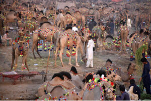 Livestock vendors displaying the sacrificial camels while waiting the customers at temporary cattle market at Shahpur Kanjra ahead of Eidul Azha.
