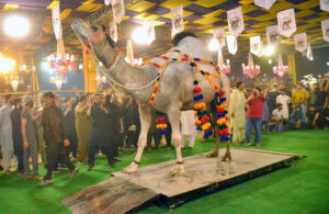 Owners proudly display their pets during the competition “26th International camel and Goat contests of beautification, weigh and milk, contest is jointly arranged by the Faculty of Animal Husbandry (FAH), UAF and International Goat and Bull Association at UAF Stadium
