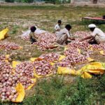The farmers meticulously sort the finest quality of onions for the market, ensuring only the best reaches the shelves for sale
