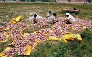 The farmers meticulously sort the finest quality of onions for the market, ensuring only the best reaches the shelves for sale