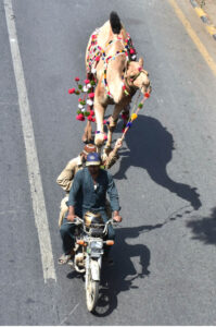 Vendors displaying and feeding sacrificial camels while waiting for the customers at temporary Cattle Market, Shahpur Kanjra ahead of Eidul Azha.