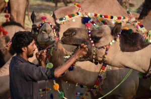 Livestock vendors displaying the sacrificial camels while waiting the customers at temporary cattle market at Shahpur Kanjra ahead of Eidul Azha.