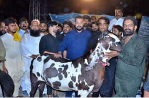 Owners proudly display their pets during the competition “26th International camel and Goat contests of beautification, weigh and milk, contest is jointly arranged by the Faculty of Animal Husbandry (FAH), UAF and International Goat and Bull Association at UAF Stadium