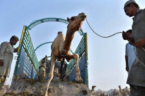 Vendors displaying and feeding sacrificial camels while waiting for the customers at temporary Cattle Market, Shahpur Kanjra ahead of Eidul Azha.