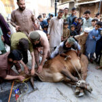 Butchers slaughtering sacrificial animal on the 2nd day of Eid-ul-Adha at Meena Bazar area