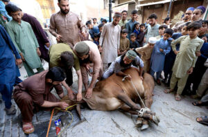 Butchers slaughtering sacrificial animal on the 2nd day of Eid-ul-Adha at Meena Bazar area