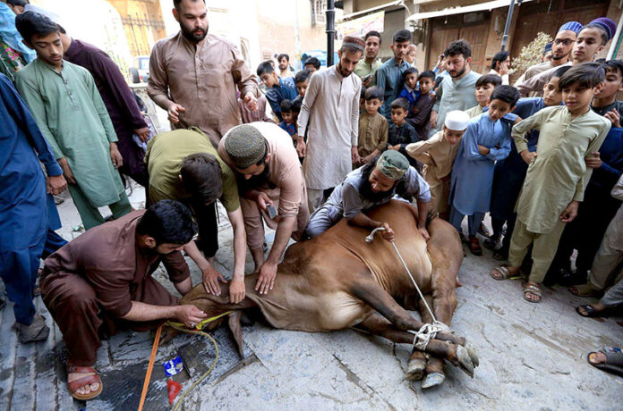 Butchers slaughtering sacrificial animal on the 2nd day of Eid-ul-Adha at Meena Bazar area