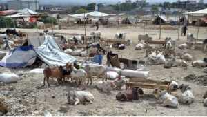 A view of temporary cattle market in connection with Eid ul azha organized by Rawalpindi District Administration at Bhatta Chowk in the City.