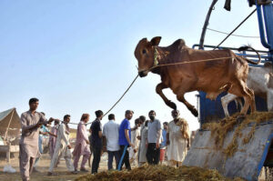 Vendors displaying and feeding sacrificial camels while waiting for the customers at temporary Cattle Market, Shahpur Kanjra ahead of Eidul Azha.