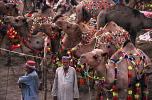 Livestock vendors displaying the sacrificial camels while waiting the customers at temporary cattle market at Shahpur Kanjra ahead of Eidul Azha.