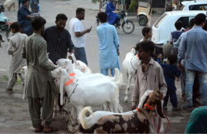 Vendors display sacrificial animals in connection with upcoming Eid al-Adha near Mazar-e-Quaid.