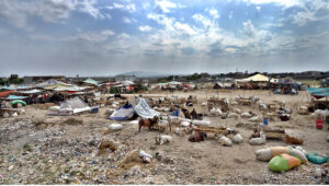 A view of temporary cattle market in connection with Eid ul azha organized by Rawalpindi District Administration at Bhatta Chowk in the City.