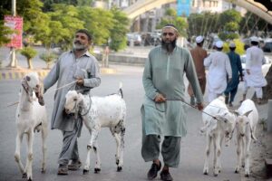 Vendors displaying sacrificial animals to attract the customers in connection with upcoming Eidul-Azha.