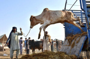 Vendors displaying and feeding sacrificial camels while waiting for the customers at temporary Cattle Market, Shahpur Kanjra ahead of Eidul Azha.