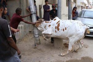 Butchers prepare to slaughter sacrificial animal on 1st day of Eidul Azha in Provincial Capital