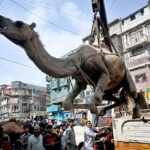 A camel being lifted by crane for sacrifice on the third day of Eidul Azha