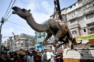 A camel being lifted by crane for sacrifice on the third day of Eidul Azha