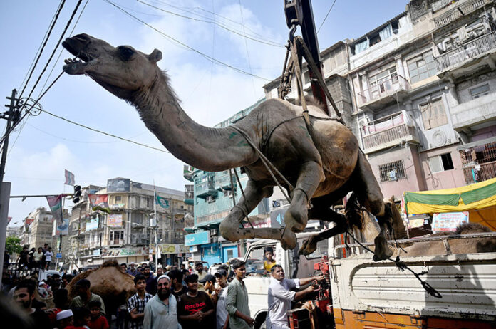 A camel being lifted by crane for sacrifice on the third day of Eidul Azha