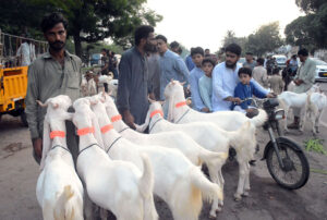 Vendors display sacrificial animals in connection with upcoming Eid al-Adha near Mazar-e-Quaid.