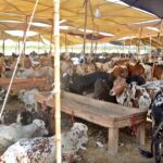 A view of the cattle market in city before Eidul Azha