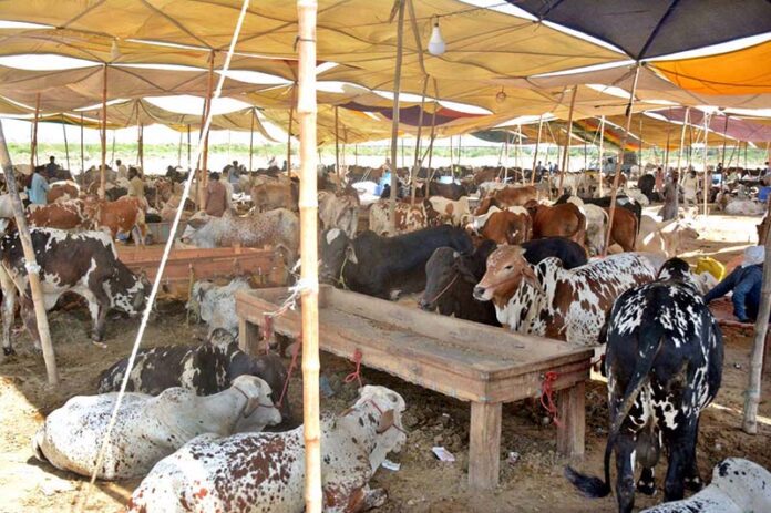 A view of the cattle market in city before Eidul Azha