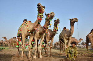 Vendors displaying and feeding sacrificial camels while waiting for the customers at temporary Cattle Market, Shahpur Kanjra ahead of Eidul Azha.