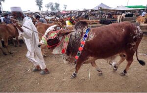 Vendor selling and displaying sacrificial animal to attract the customer at Ring road Cattle Market.