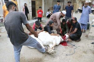 Butchers prepare to slaughter sacrificial animal on 1st day of Eidul Azha in Provincial Capital