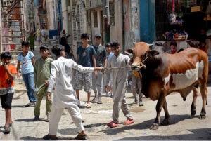 Children along with their sacrificial animal walking at Korangi area ahead of Eid-ul-Azha.