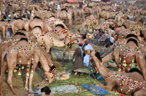 Vendors displaying and feeding sacrificial camels while waiting for the customers at temporary Cattle Market, Shahpur Kanjra ahead of Eidul Azha.