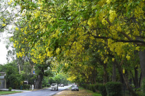 Golden cascades of Amaltas flowers adorn the roadside in Model Town, painting the streets with nature's vibrant.