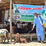Livestock personnel spraying on animals to control Congo virus at Sabzal Road Cattle Market