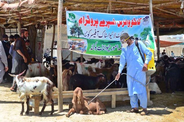 Sabzal Rind Livestock personnel spraying on animals to control Congo virus at ...