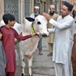 People touch a bull to show their love for the sacrificial animal in connection with Eidul Azha
