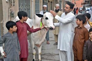 People touch a bull to show their love for the sacrificial animal in connection with Eidul Azha