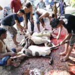 Butchers prepare to slaughter sacrificial animal on 1st day of Eidul Azha in Provincial Capital
