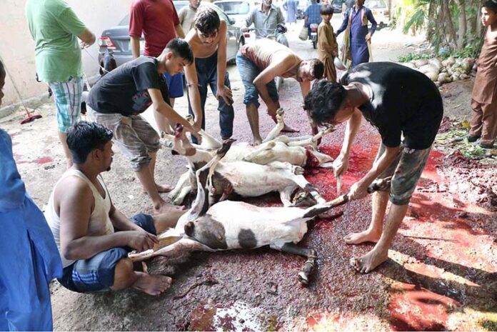 Butchers prepare to slaughter sacrificial animal on 1st day of Eidul Azha in Provincial Capital