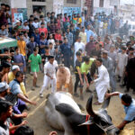 Volunteers struggle to control a cow to sacrifice on the 2nd day of Eid al-Adha
