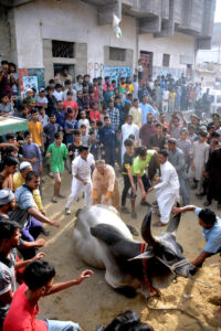 Volunteers struggle to control a cow to sacrifice on the 2nd day of Eid al-Adha