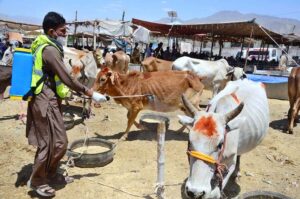 Livestock personnel spraying on animals to control Congo virus at Sabzal Road Cattle Market