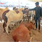 A vendor waits for customers to sell sacrificial animals at the Korangi Cattle Market