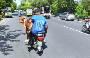 Transporting sacrificial animals on motorcycles for Eid-ul-Adha poses serious safety risks. Let's prioritize caution to prevent any potential accidents