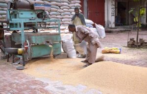 Workers cleaning wheat at Gandam Mandi.