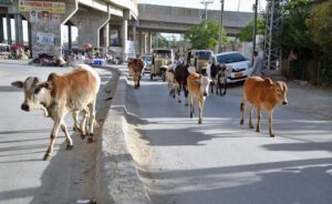 Cattle wandering at Joint Road causing hurdle in the smooth flow of traffic.