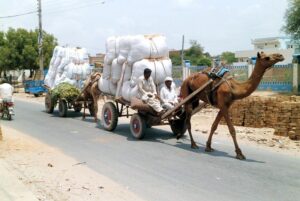 Dried fodder loaded on camel carts on the way to a dairy farm.