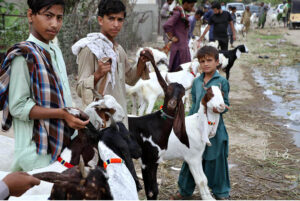 Vendors displaying sacrificial animal to attract the customer at roadside in connection with upcoming Eidul Azha in the city.
