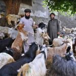 Captivating scenes at the Cattle Market as vendors showcase their prized sacrificial animals, beckoning customers for the upcoming Eid ul Azha festivities at temporary cattle Market on outskirts area of the city